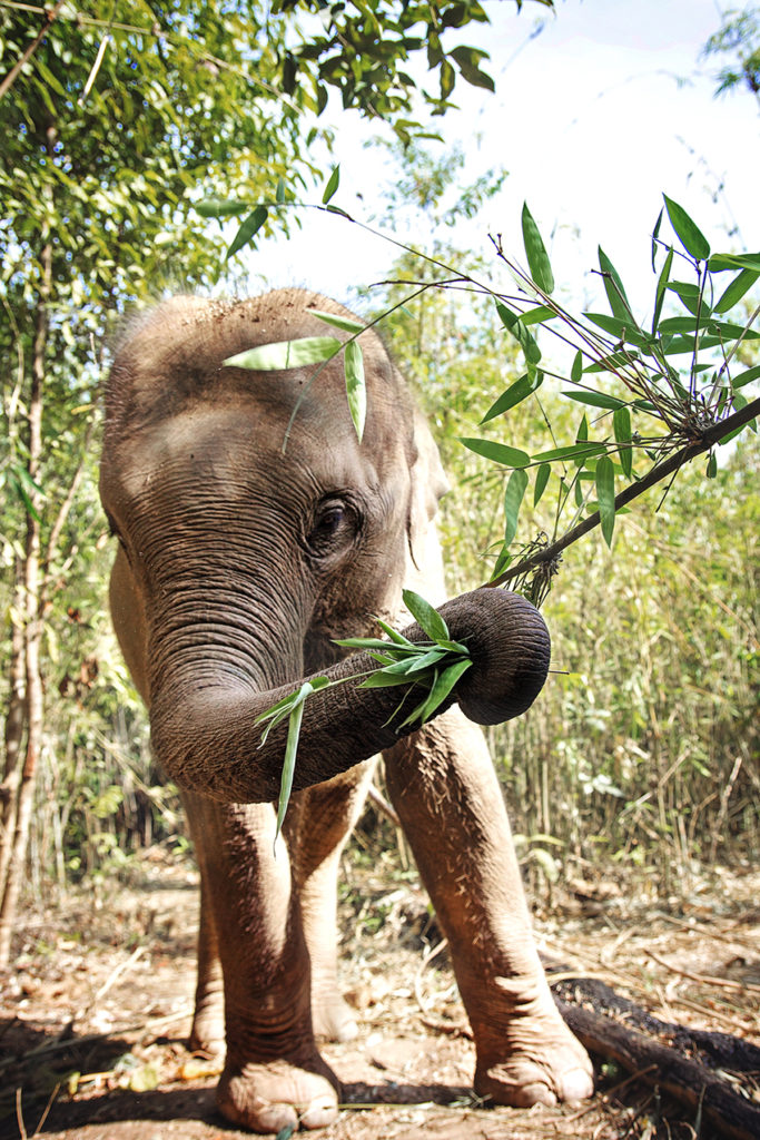 Tourists & The Endangered Asian Elephant In Thailand