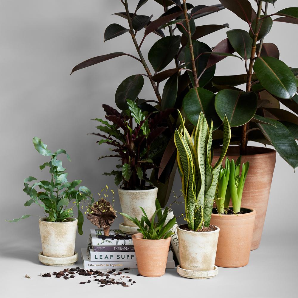 Sustainable Houseplant Supplies to Green Your Indoor Jungle