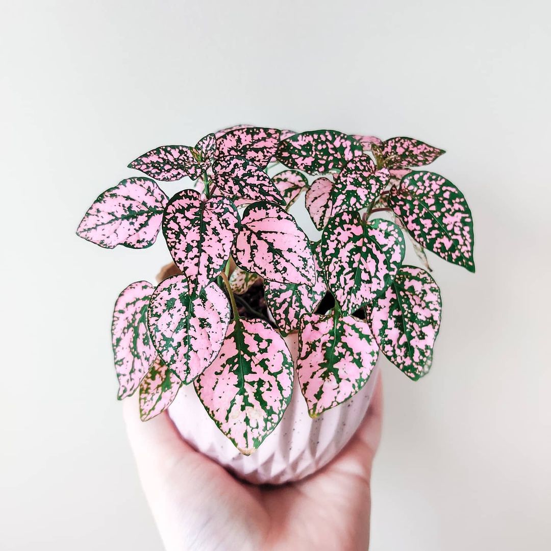 Pink Polka Dot Plant Care - 5 Pink Houseplants