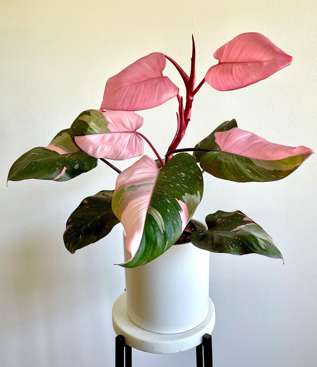 Best Pink Houseplants - Pink Princess Philodendron
