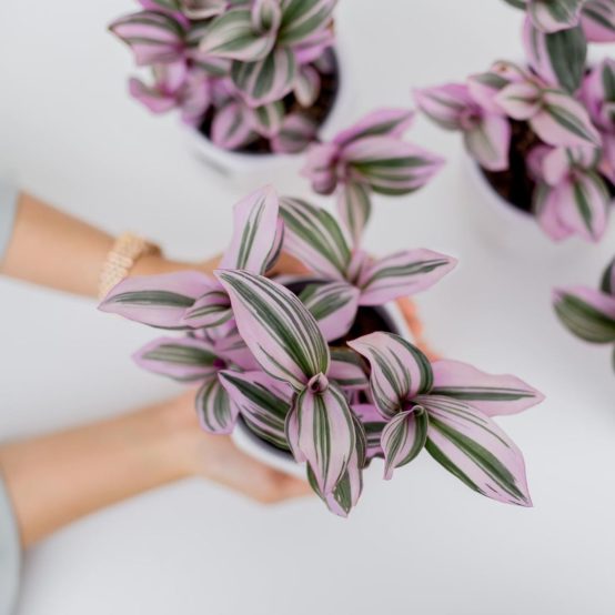 Pink Houseplants | 5 Best Pink Houseplants