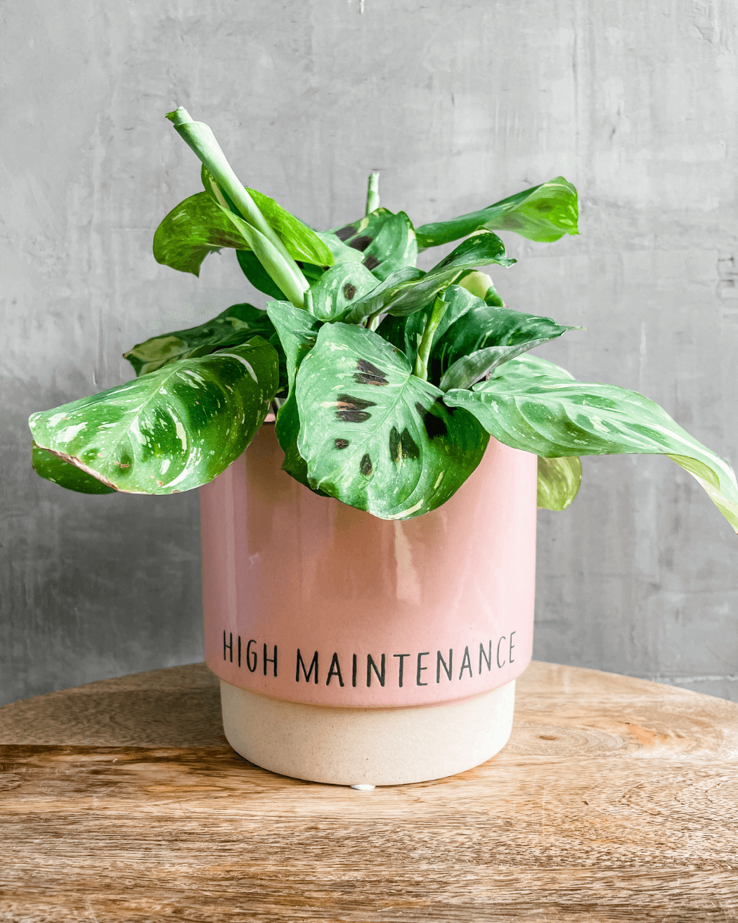 Affordable Sustainable Gifts - High Maintenance Planter Pot
