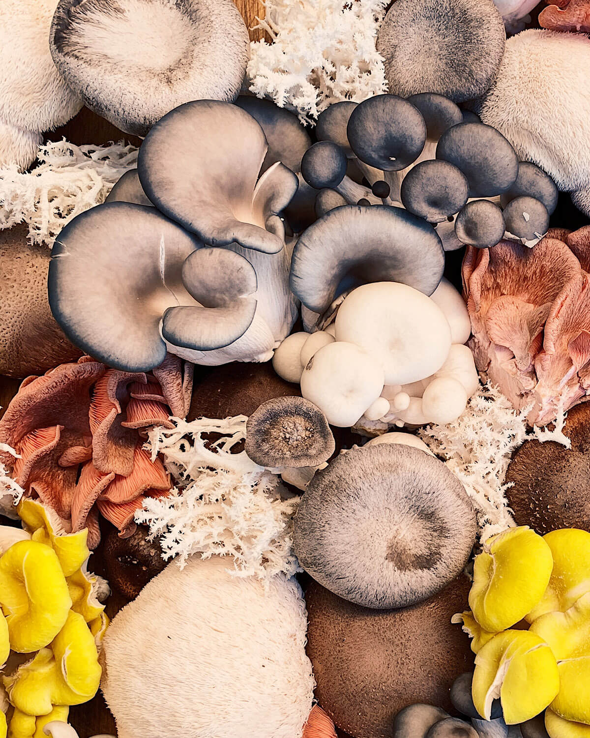 best mushroom supplement for health + what they do