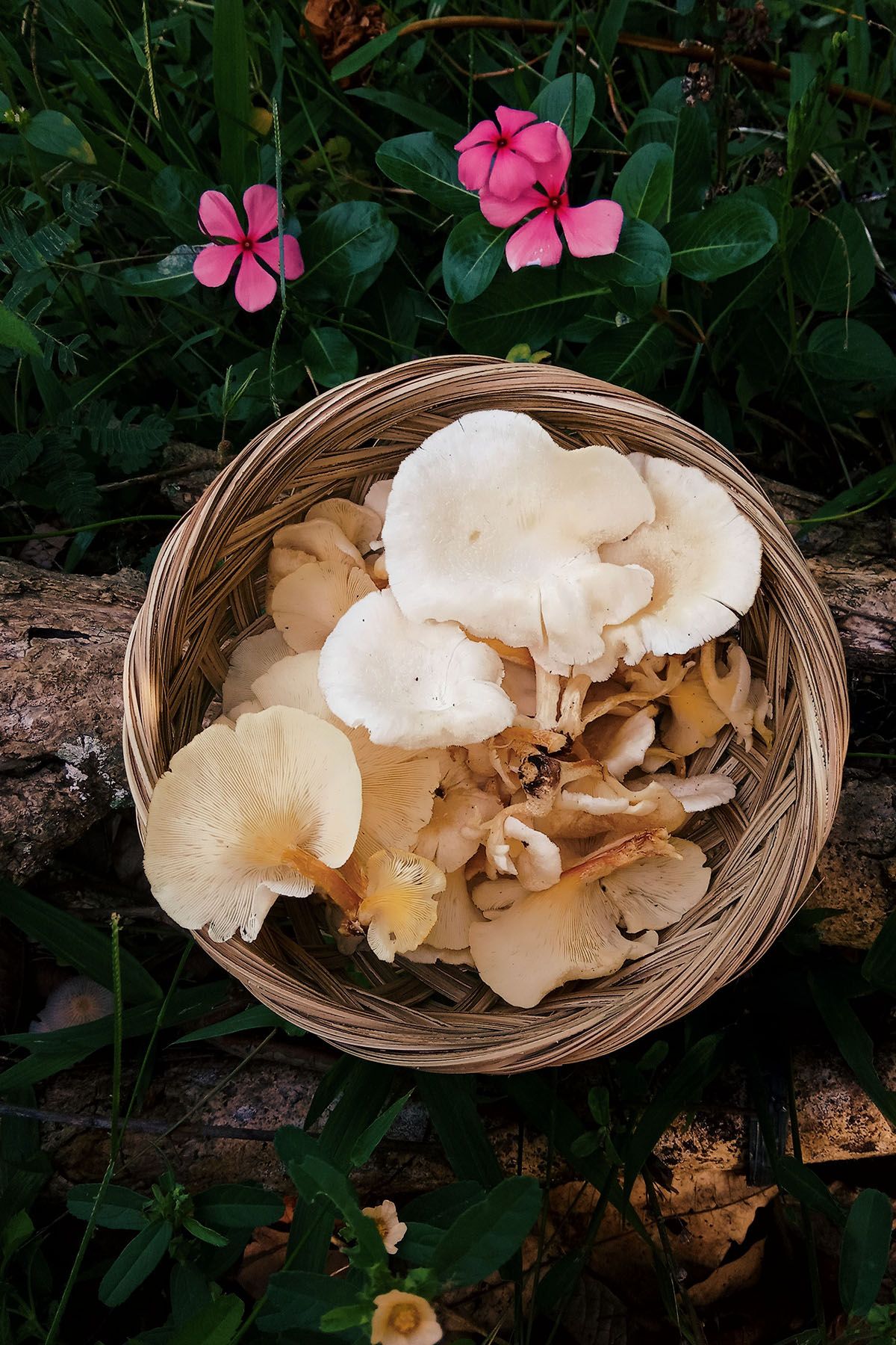 mushrooms sustainability