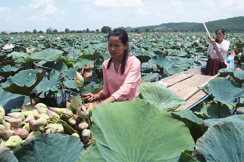 Lotus farm in Siem Reap