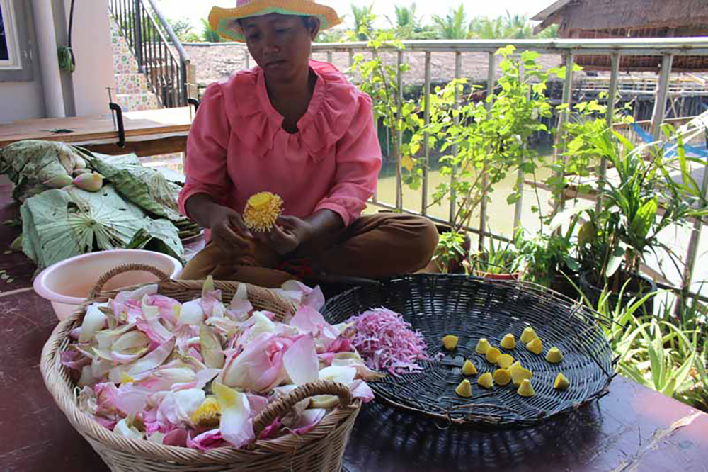 Lotus Farm in Siem Reap