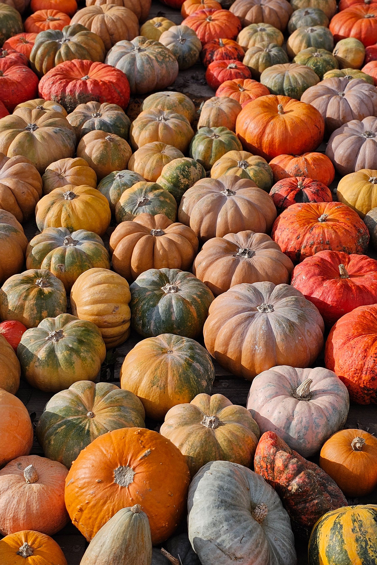 colorful pumpkins at the pumpkin patch